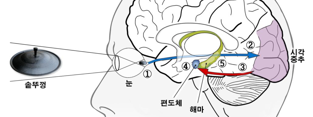 자라 보고 놀란 가슴 솥뚜껑 보고 놀라다